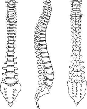 Contour vector outline drawing of human spine skeleton. Medical design editable template