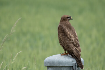 Bussard