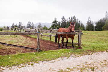 Naklejka na ściany i meble Horse on the ranch, beautiful horses on pasture, countryside landscape