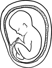 Contour vector outline drawing of human embryo. Medical design editable template