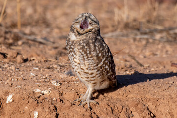 burrowing owl yawning