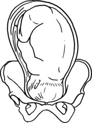 Contour vector outline drawing of human embryo. Medical design editable template