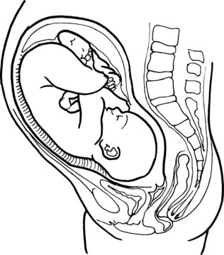 fetus inside womb black line art clip art preview
