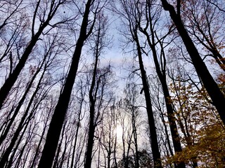 Obraz premium walking into the wood in Virginia, USA