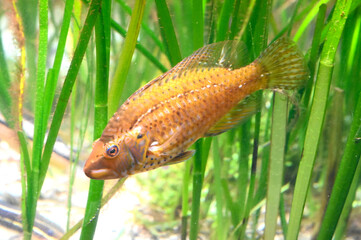 水中の水草の間を泳ぐオハグロベラ