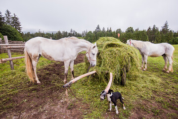 Obraz na płótnie Canvas Horse on the farm, beautiful horses feeding, eating fresh grass on the ranch