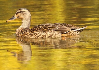 female mallard duck on golden lake