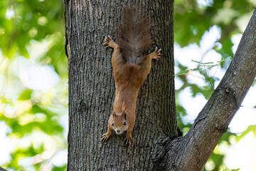 Eichhörnchen Zentralfriedhof