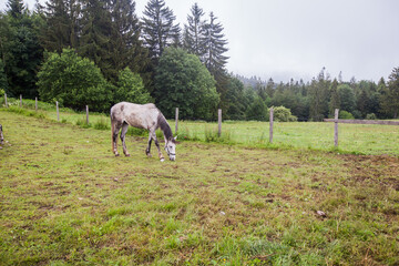 Horse on the ranch, beautiful horses on pasture, eating fresh grass ,countryside landscape