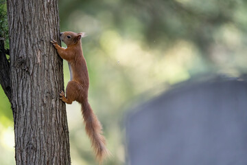 Obraz premium Eichhörnchen Zentralfriedhof