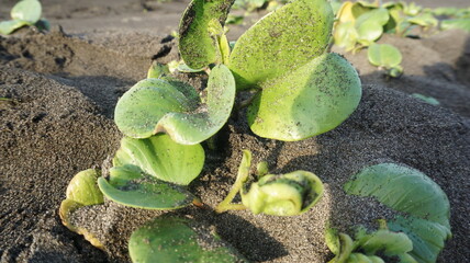 Green leaves that grow thickly on the sand located on the beach