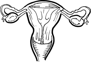 Contour vector outline drawing of human uterus organ. Medical design editable template