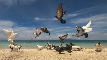 pigeons on a sandy beach