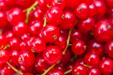 Background from fresh red currant berries, close up 