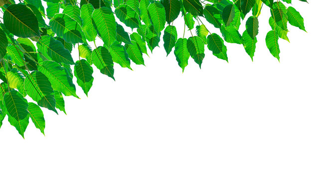 Bo leaf (Pho leaf, Bothi leaf) isolated on white background can used for buddhism or religion content,with clipping path.
