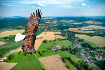 Adler fliegt in großer Höhe