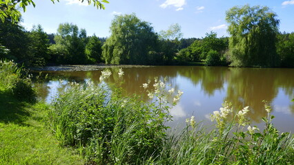 Teich mit Wasserspiegelung und Gebüsch sowie Blumen im Vordergrund. Im Hintergrund Seerosen