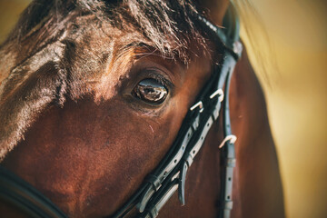 Portrait of a beautiful bay horse with a bridle on its muzzle, which is illuminated by warm...