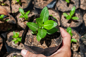 Seedlings in the hands of many seedlings