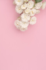 Sprigs of roses white on pink background, copy space. Minimal style flat lay. For greeting card, invitation. March 8, February 14, birthday, Valentine's, Mother's, Women's day concept.