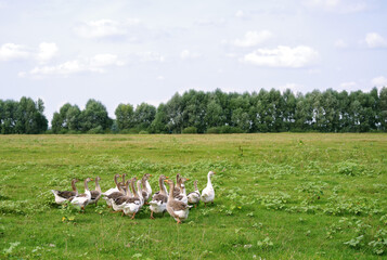 Herd of domestic geese grazes in a green meadow on a summer day
