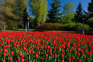 Bed of red Canadian Liberator Dutch Tulips at Commissioners Park Ottawa Tulip Festival