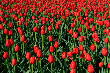 Bed of red Canadian Liberator Dutch Tulips at Ottawa Tulip Festival