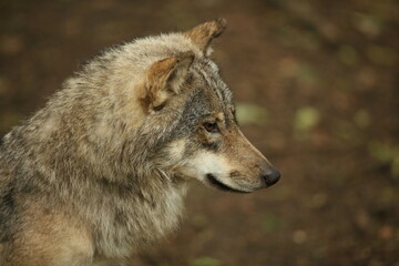 Eurasian Grey Wolf in forest