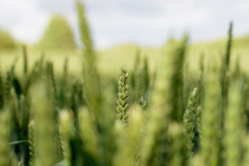 Fototapeta premium Close up of green wheat field on sunny day