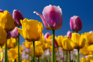Close up of yellow Garant and pink Ollioules Dutch Tulips against blue sky at Ottawa Tulip Festival