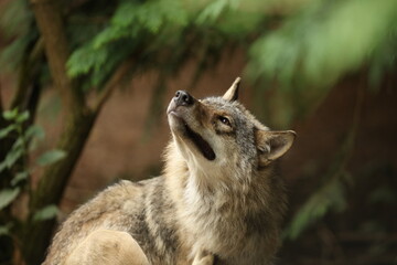 Naklejka na ściany i meble Eurasian Grey Wolf in forest