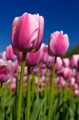 Close up of a bed of pink Ollioules Dutch Tulips with blue sky at Ottawa Tulip Festival