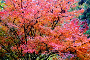 紅葉