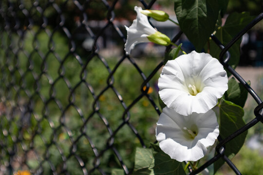 Background of White Morning Glory Flowers on a Chain Link Fence during Spring