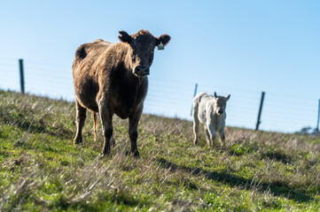 Cows grazing on pasture