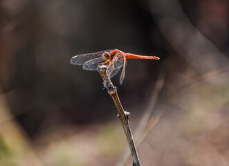 Red Color Dragonfly  seating on single stick at low density forest with blur background. Macro picture of dragonflies are mounting in nature background.

