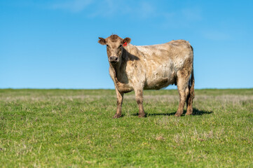 Cows grazing on pasture