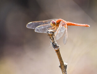 Red Color Dragonfly  seating on single stick at low density forest with blur background. Macro picture of dragonflies are mounting in nature background.

