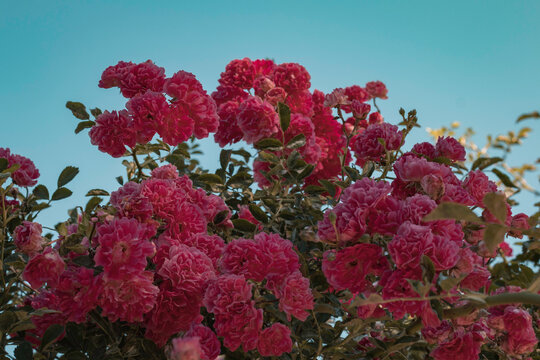 Scarlet Bush Roses Against The Sky