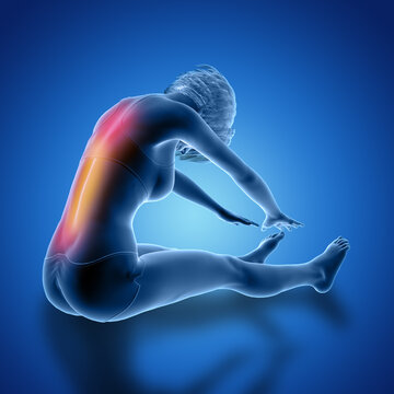 3D Female In Seated Stretch Pose With Back Muscles Used Highlighted