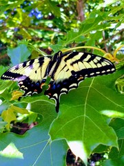 butterfly on leaf