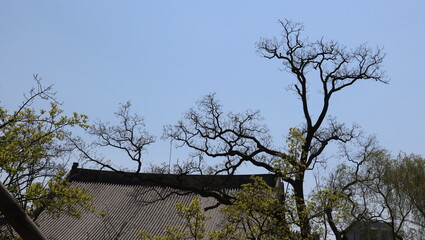 tree in the sky