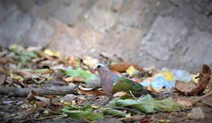 Asian emerald dove forging on colossal waste of temple wastage