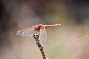 Red Color Dragonfly  seating on single stick at low density forest with blur background. Macro picture of dragonflies are mounting in nature background.

