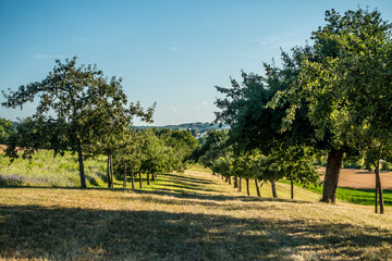 Baumgrundstück mit Obstbäumen im Sommer