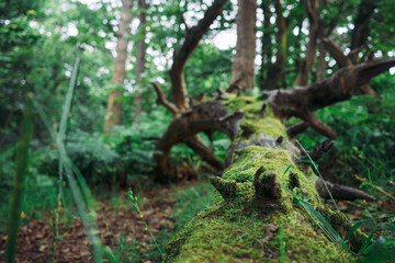 Mossy tree