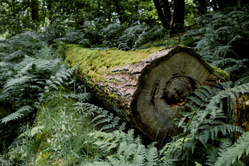 Tree, Fallen