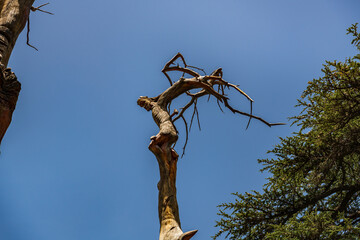 The Trinity Square of the Cedars Forest or Lamartine Tree sculpture by Rudy Rahmehe inside the...