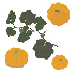 Pumpkins with leaves on a white background. Vector. isolated element. Use for decoration as a separate element
