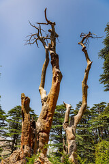 The Trinity Square of the Cedars Forest or Lamartine Tree sculpture by Rudy Rahmehe inside the...